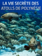 Fête locale Mirevalaise 2025